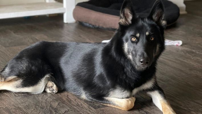 Perro desaparecido encuentra el camino a casa a tiempo para Nochebuena e incluso tocó al timbre