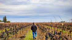 California produce vinos de calidad mundial, pero las presiones del sector dejan morir las uvas