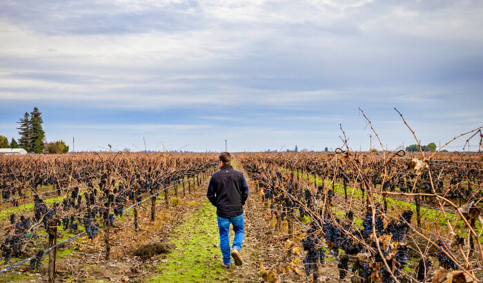 California produce vinos de calidad mundial, pero las presiones del sector dejan morir las uvas