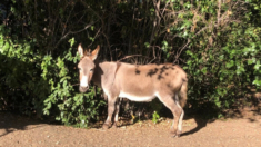 Muere burro en miniatura que inspiró a «Burro» en las películas de Shrek, a los 30 años