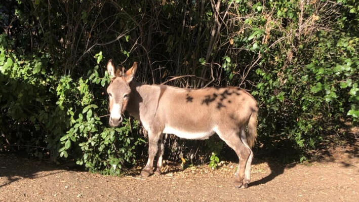 El burro Perry. (Cortesía de Jenny Kiratli).