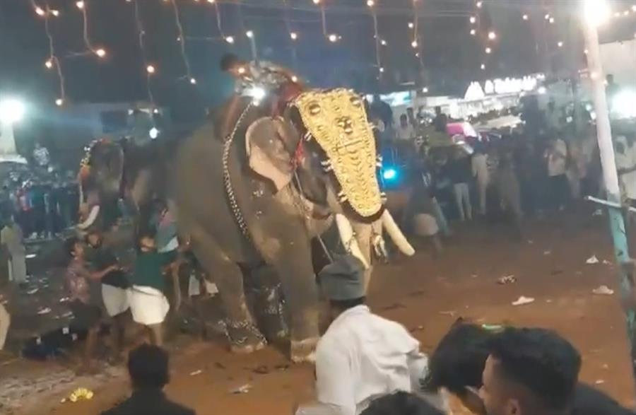 Al menos 23 heridos por el ataque de un elefante durante un festival en el sur de la India