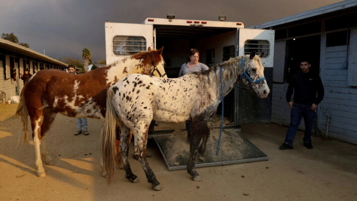 Jodi Lakatos descarga el último de sus 15 caballos en el Centro Ecuestre de Los Ángeles después de evacuar Altadena mientras se evacuan grandes animales de varios incendios forestales, en Burbank, California, el 8 de enero de 2025. (Carlin Stiehl/Reuters).