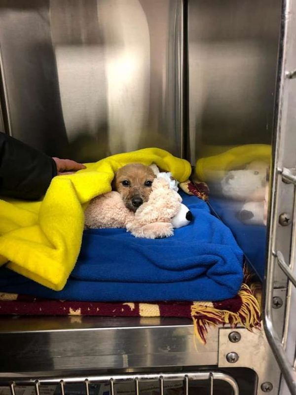 Após o tratamento, o cachorro aterrorizado foi embrulhado em cobertores reconfortantes para se recuperar (Foto cortesia do Griffith Animal Hospital)