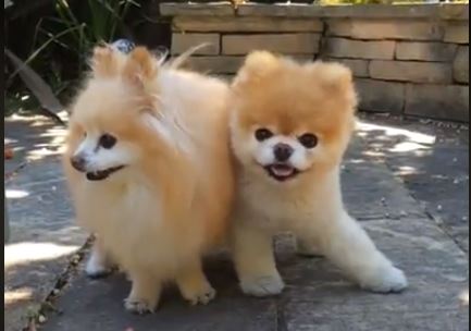 Boo e Buddy (Captura de vídeo)