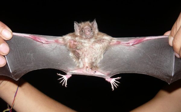 Morcego-vampiro (Créditos: Flickr / funmontanaviva / Desmodus rotundus / CC BY-ND 2.0)
