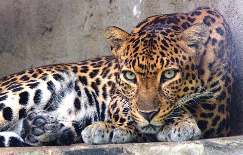 Leopardo. Imagen de archivo (Wikimedia)
