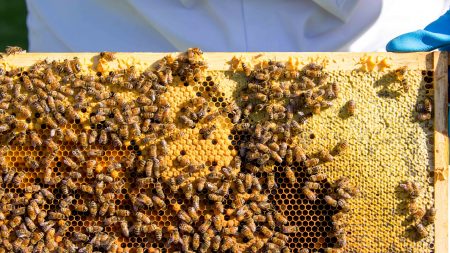 Morgan Freeman transforma seu rancho de 50 hectares em ‘santuário’ para salvar abelhas