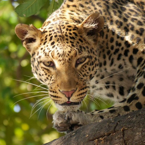 Leopardo (Pixabay)