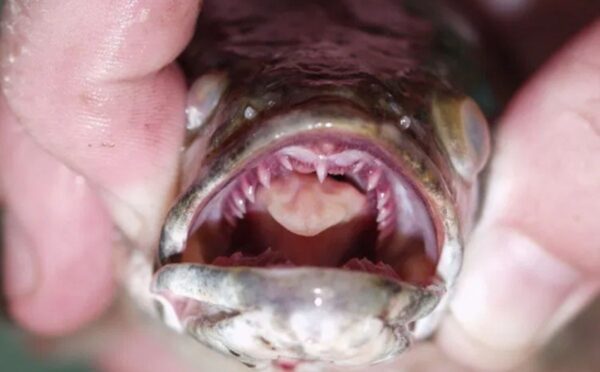 Boca e dentes de um peixe cabeça de cobra do norte (Pesquisa Geológica dos Estados Unidos)