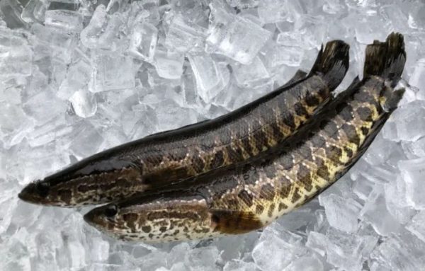 Peixe juvenis cabeça-de-cobra do norte (Departamento de Recursos Naturais da Geórgia)
