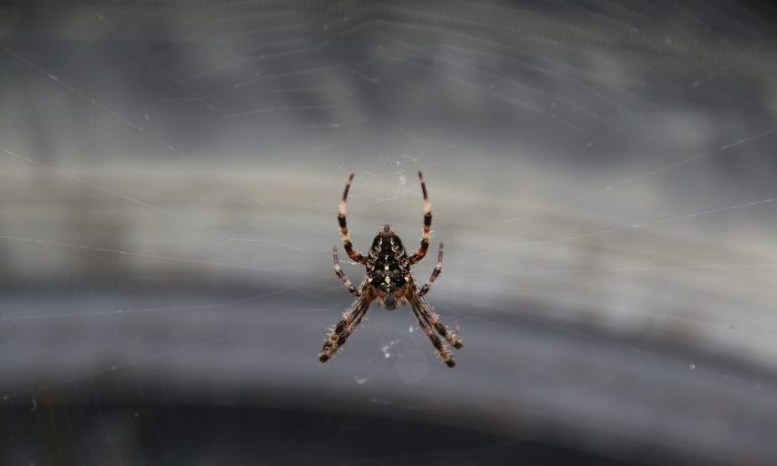 Foto ilustrativa de uma aranha (Pixabay)
