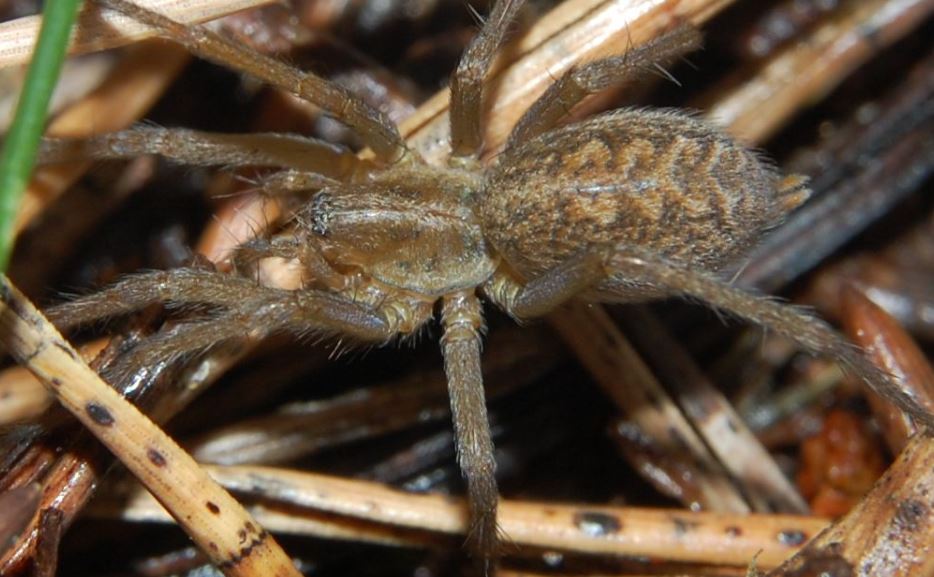 Tegenaria agrestis, uma das aranhas venenosas e agressivas (Wikimedia Commons)