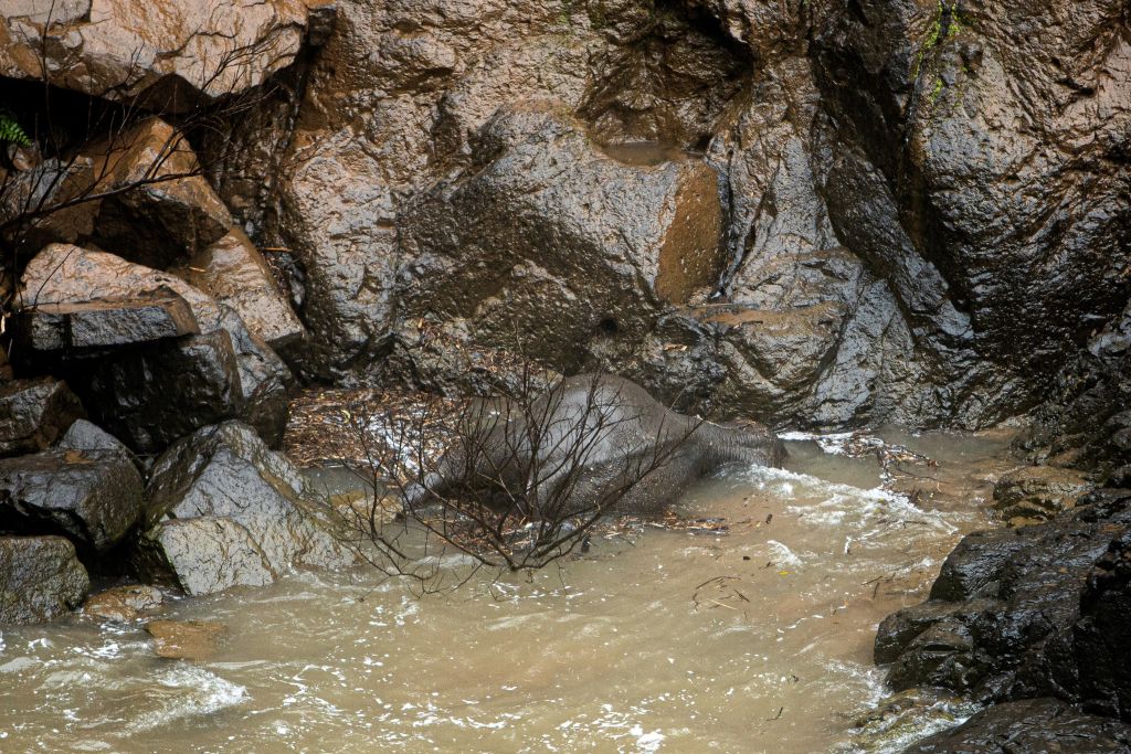 Uma das vítimas imaginada caída no fundo de uma cachoeira depois de cair até a morte; equipes de resgate trabalharam durante a noite para salvar dois companheiros de rebanho do animal. (© Getty Images | PANUPONG CHANGCHAI)