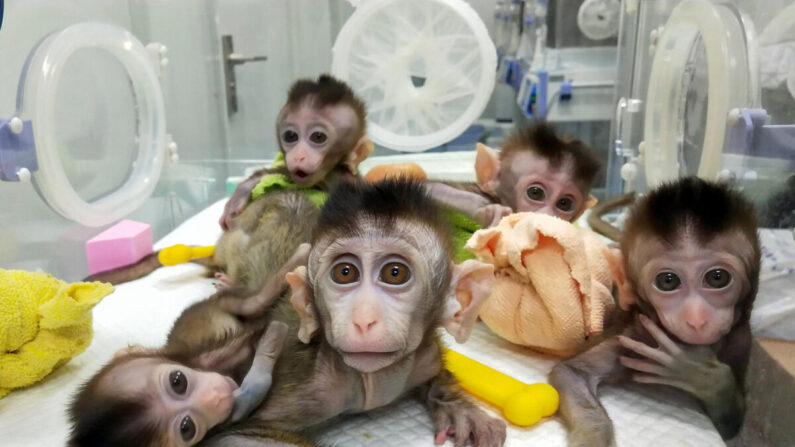 Cinco macacos clonados se muestran en una foto tomada el 27 de noviembre de 2018 en una institución de investigación en Shanghai y publicada el 24 de enero de 2019 por el Instituto de Neurociencia de la Academia China de Ciencias. Científicos chinos dijeron que los cinco monos fueron clonados de un solo animal que fue diseñado genéticamente para tener un trastorno del sueño, diciendo que podría ayudar a la investigación de los problemas psicológicos humanos. (STR/AFP vía Getty Images)