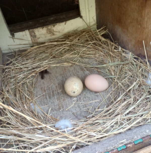 Two eggs in the nesting box of the chicken coop, built by Joe Heinz of Hernando County, Florida. The one on the left is fake. It