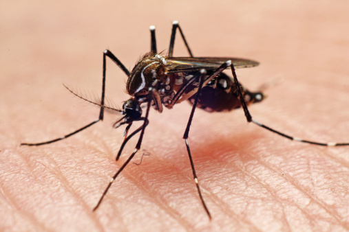 Qué medidas debemos tomar para evitar las enfermedades que transmite el mosquito Aedes Aegypti. (Foto: www.gettyimages.es)