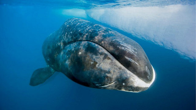 La longevidad de este majestuoso cetáceo está siendo estudiada. (Foto: Diarioecología.com)