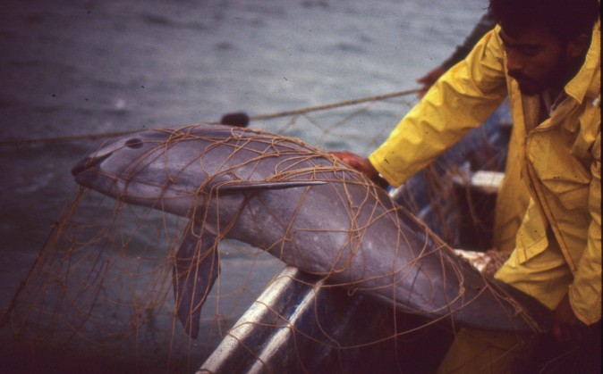 Vaquita muerta en las redes de la pesquería de totoaba en el Golfo de Santa Clara, Sonora, México, febrero de 1992 (Christian Faesi, derechos de Autor Omar Vidal)