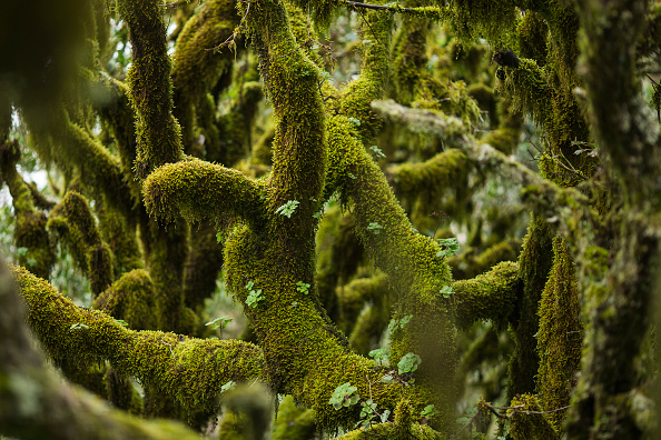 Parque Nacional Garajonay, reserva de la Biosfera, La Gomera, Islas Canarias. (Dan Kitwood/Getty Images)
