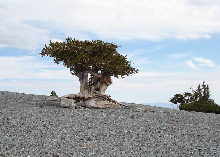 Viejo ejemplar de un Pinus lengevo,  que  es similar  al pinus Matusalen, a custodiado en manera secreta, del que secree tiene cerca de 5.000 años de vida. (Loren Reinhold -Wikimedia Commons)