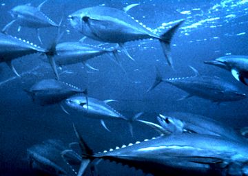 Albacora o atún de aleta amarilla es un tipo de atún que se encuentra en las aguas abiertas de mares tropicales y subtropicales por todo el mundo. 