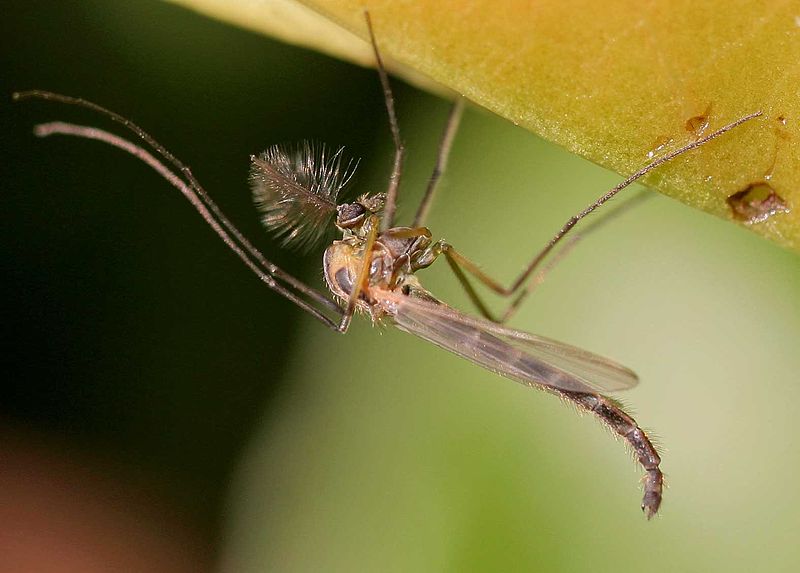 Mosquito Chironomus plumosus/Wikipedia