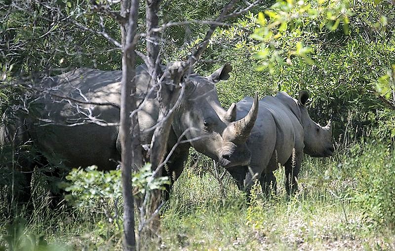 Matobo es un área para protección de los rinos, uno de los poco lugares para observarlos en libertad, pero es fuertemente amenzada por los caazadores furtivo. (WikimediaCommons)