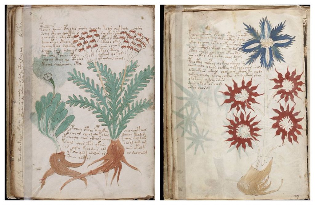 El manuscrito de Voynich contiene ilustaciones de plantas exóticas, estrellas misteriosas, símbolos zodiacales, figuras humanas y escritos indescifrables. (Wikimedia Commons)