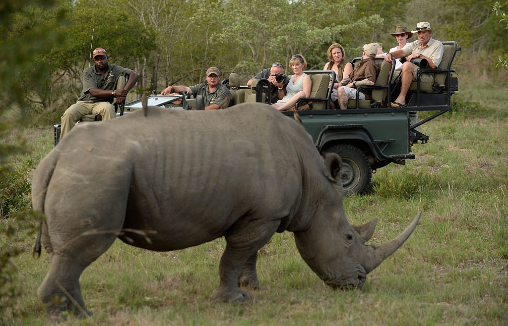 Los rinocerontes son animales tan nobles que no se alejan ante la presencia humana y en Matobo se les puede observar a solo unnos metros de distancica. ( Philip Brown via Getty Images)